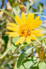 Two Honey Bees Pollenating Large Bright Yellow Daisy in Sonoran Summer Desert Garden Making New Baby Flowers with room for text