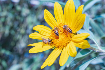 Three Honey Bees Pollenating Large Bright Yellow Daisy in Sonoran Summer Desert Garden 