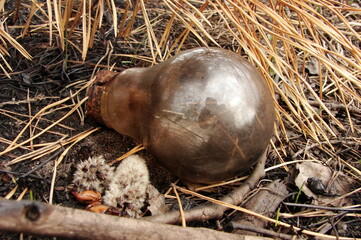 lamp, autumn, forest, nature, background, texture, glass, reflection,