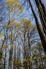 Fototapeta premium tall trees against the blue sky, autumn deciduous forest