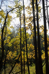 sun shines through autumn trees, deciduous park