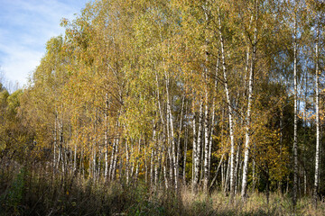 Naklejka premium Autumn forest, park, sunny day, natural landscape, birch grove