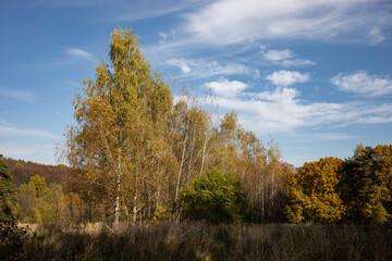 Autumn forest, park, sunny day, natural landscape