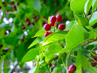 Red bird cherry. Ripe, summer.
