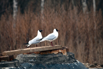 gulls observation post