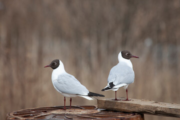gulls observation post