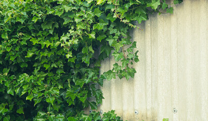 Beautiful green ivy on the old white wall