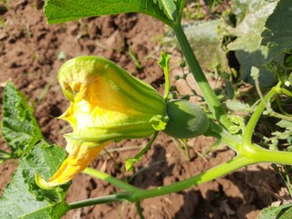 pumpkin baby fruit. Pumpkin flower on the farm. A small pumpkin and a flower. Yellow big pumpkin flowers. Agricultural concept. Organic healthy food. A pumpkin is a cultivar of winter squash.