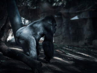 Fototapeta na wymiar Male gorilla portrait on a dark background