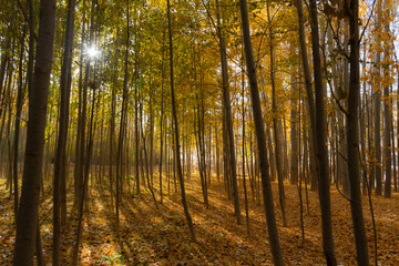 Sun rays in forest autumn trees. Forest and trees photography. Nature photography.