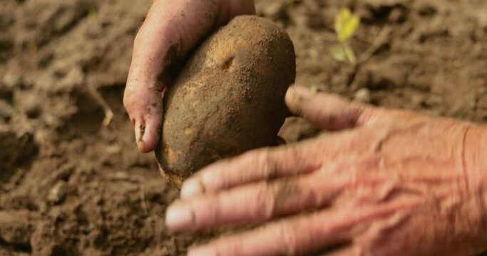 Farmer inspects his crop of potatoes hands stained with earth.
