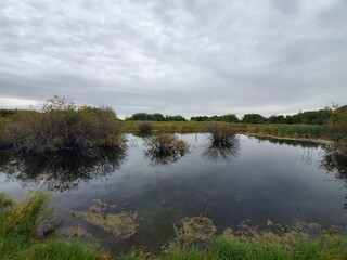 Cattails and Willow Trees