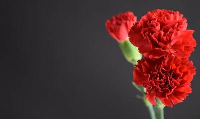 Carnations red flowers on dark background czerwone goździki kwiaty na ciemnym tle - obrazy, fototapety, plakaty