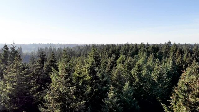Aerial View Flying over some trees in Mountlake Terrace City, Washington State, USA