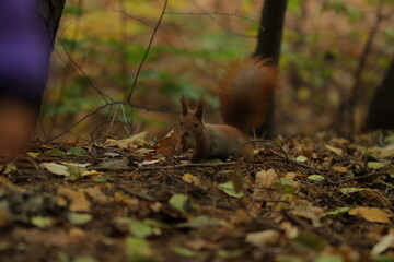 Squirrel close-up in the forest. Cute squirrel. Forest.
