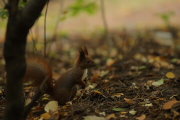 Squirrel close-up in the forest. Cute squirrel. Forest.
