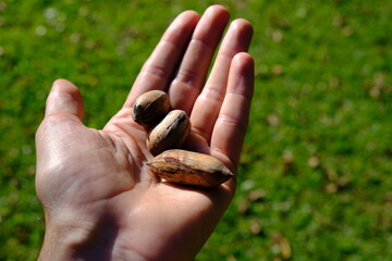 pecans in my hand nuts earth natural
