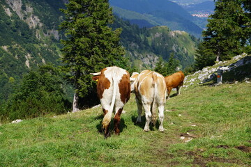 Fototapeta na wymiar cow couple standing together