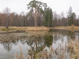 landscape autumn pond. large pine tree on the island surrounded by water.