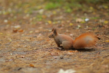 Squirrel close-up in the forest. Cute squirrel. Forest.
