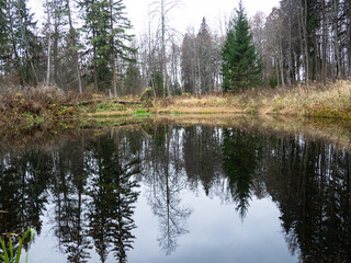 Fototapeta na wymiar reflections of autumn coniferous forest in calm water. poster of the tranquility of the soul.