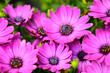 Close up on osteospermum violet or magenta flowers, otherwise known as African daisy