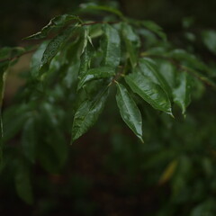 Beautiful green leaves on the tree. A bush with green leaves. Plants. Nature conservation concept. Trending color.