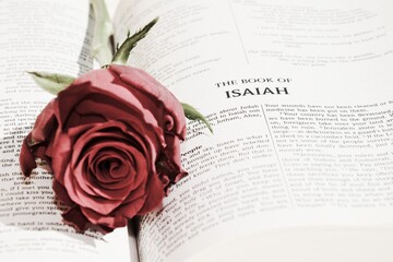 Romantic image, bible, red rose and book