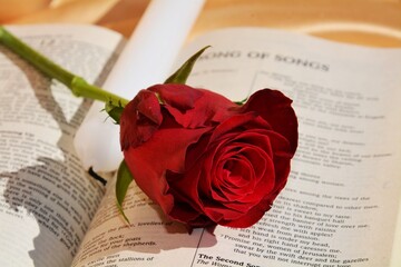 Religious concept, red rose on book, love 