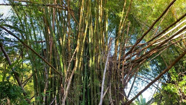 Giant bamboo tree (Bambusoideae) on Reunion Island