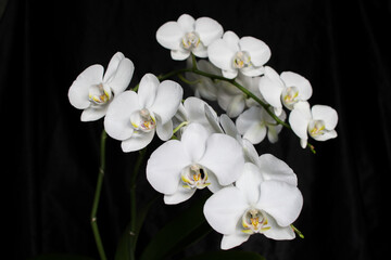 White orchid flowers close up