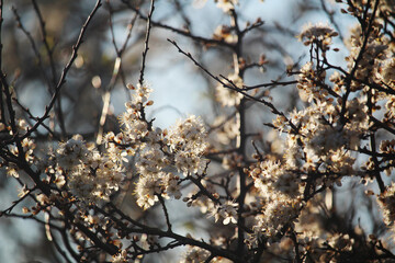 Blossoming trees in spring season