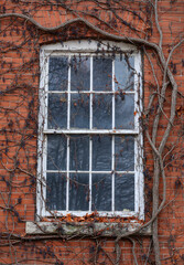 Vintage window overgrown with girlish grapes