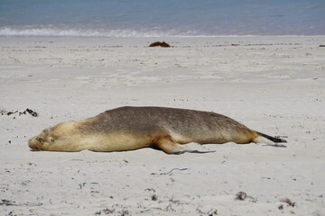 sea lion relaxing on the beach