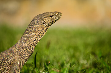 Bindenwaran  (Varanus salvator) Sri Lanka / Südostasien läuft über eine Wiese im Sonnenschein