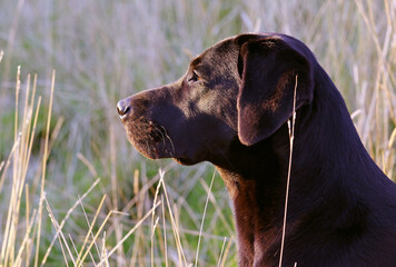 Labradorhündin in der Abendsonne
