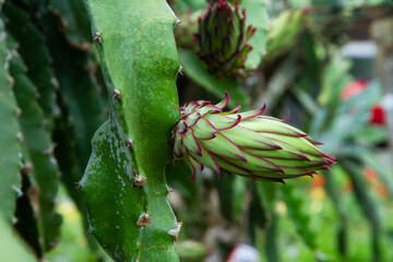 Close up raw dragon fruits or pitaya or pitahaya fruit hanging on tree