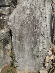 bark texture