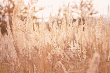 Obraz premium Dry golden reed grass in sunlight