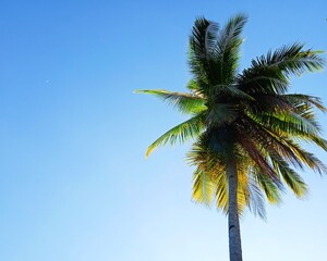 palm tree and blue sky