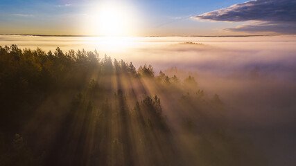 Spruce trees through the morning fog in light rays. Forest at autumn foggy sunrise.