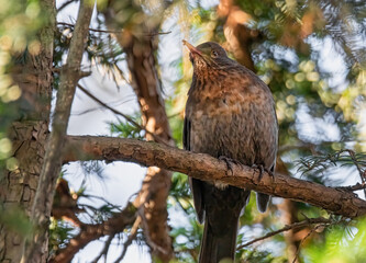 Amsel im warmen Sonnenlicht