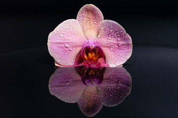 Amethyst Orchid flower on a dark reflective surface. Water drops on the petals.