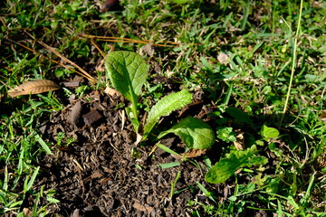 plants growing in the garden backyard nature gardening