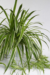 Fototapeta premium chlorophytum - house plant on white background