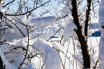 Branches of bare trees and trees without leaves under a lush layer of snow in winter at a beautiful time of year. Cooling view of nature after a snowfall