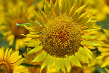 ヒマワリの花（Sunflower） 