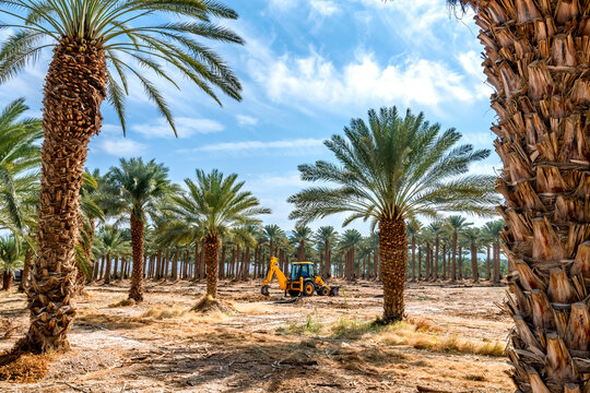 Maintenance of dates palm plantations  for healthy food production. This is rapidly developing agriculture industry in desert areas of the Middle East