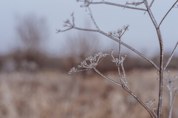 brown grass in a field after a freezing rain in late autumn