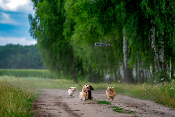 Small breed dog running outdoor. Happy walk of a dog. Dog on nature backgound. Small breeds.